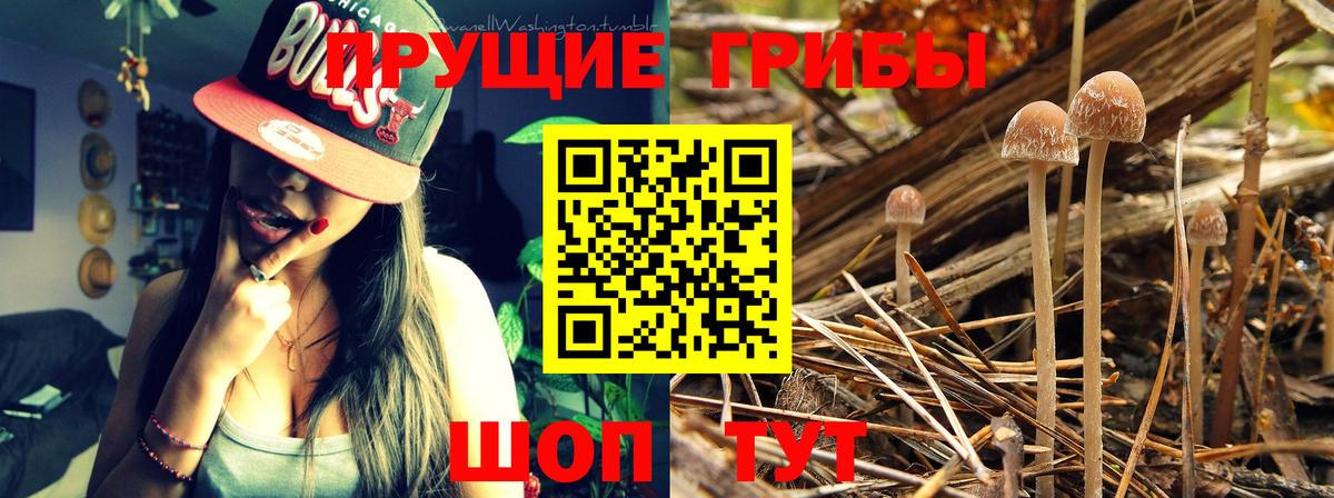 Псилоцибиновые грибы GOLDEN TEACHER  Вход с VPN  Черняховск 